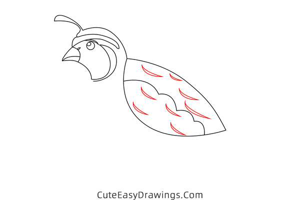 how to draw a quail - www.cuteeasydrawings.com