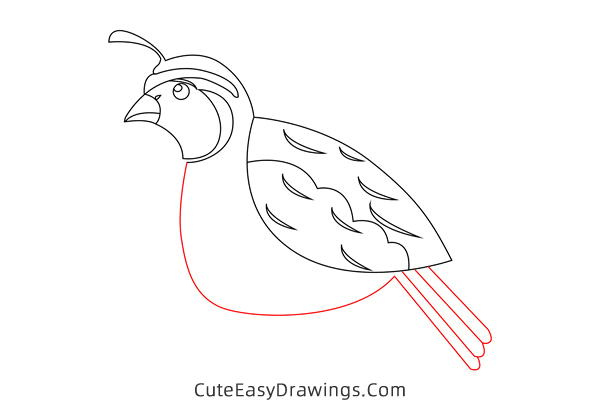 how to draw a quail - www.cuteeasydrawings.com