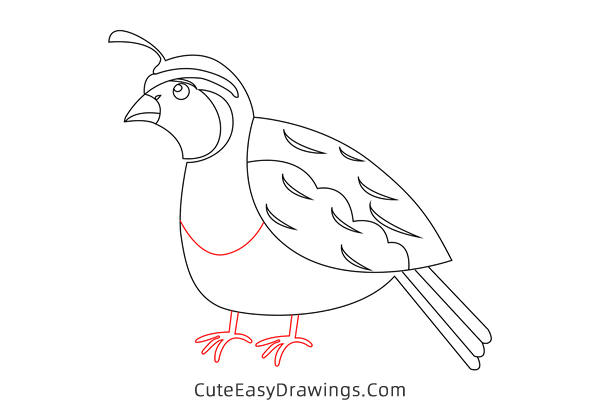 how to draw a quail - www.cuteeasydrawings.com