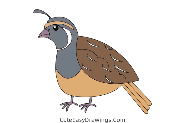 how to draw a quail - www.cuteeasydrawings.com