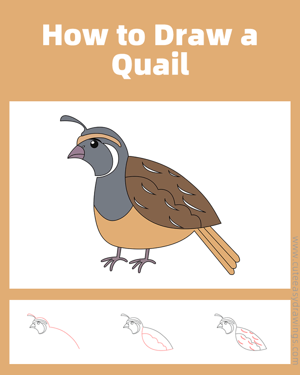 how to draw a quail - www.cuteeasydrawings.com