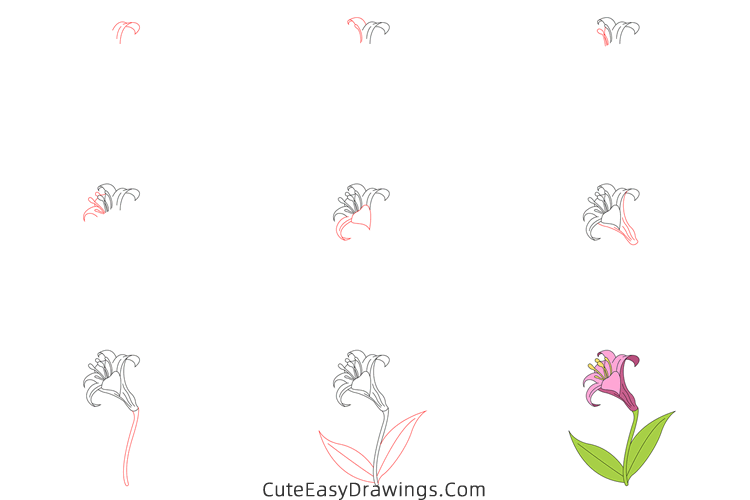 how to draw a lily flower - www.cuteeasydrawings.com