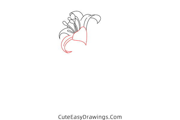 how to draw a lily flower - www.cuteeasydrawings.com