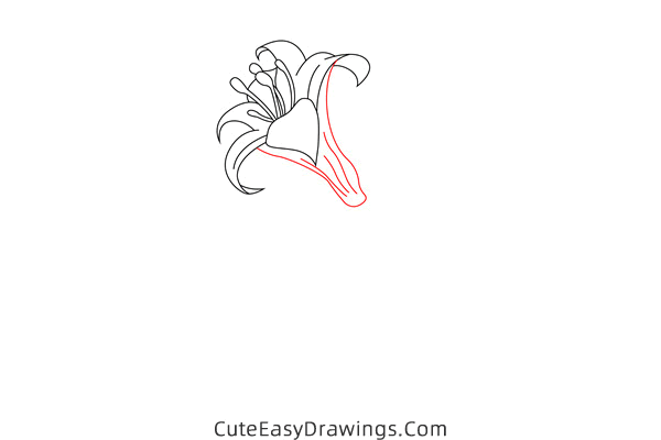 how to draw a lily flower - www.cuteeasydrawings.com