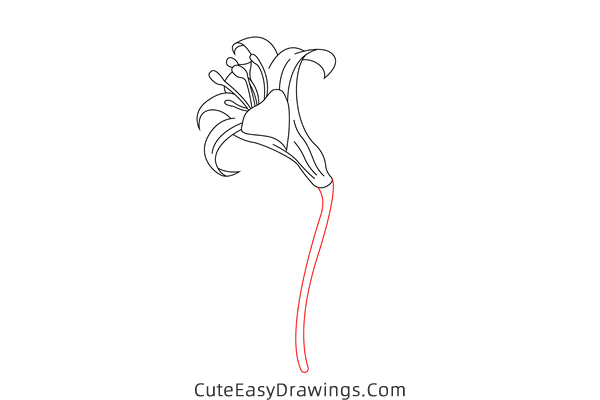 how to draw a lily flower - www.cuteeasydrawings.com