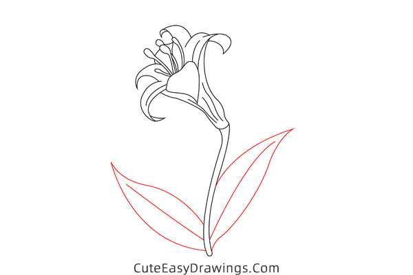 how to draw a lily flower - www.cuteeasydrawings.com