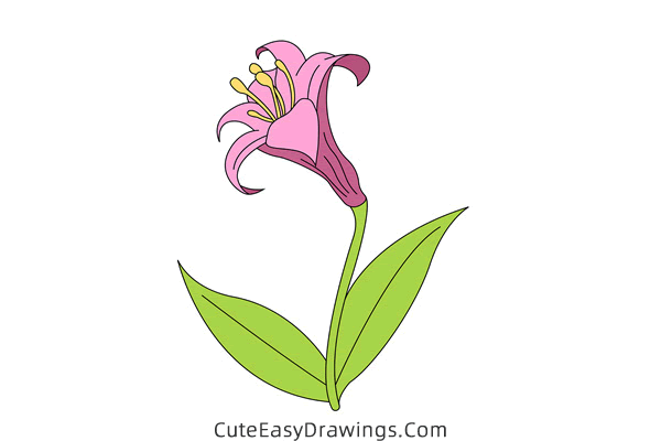 how to draw a lily flower - www.cuteeasydrawings.com