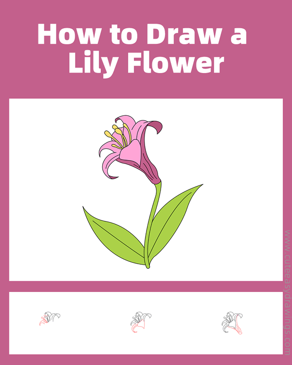 how to draw a lily flower - www.cuteeasydrawings.com