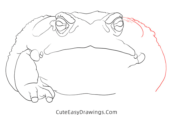 how to draw a sonoran desert toad - www.cuteeasydrawings.com