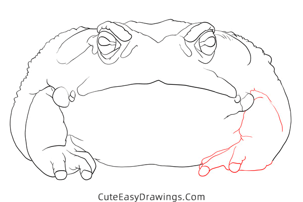 how to draw a sonoran desert toad - www.cuteeasydrawings.com