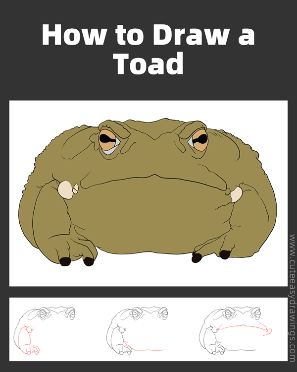 how to draw a sonoran desert toad - www.cuteeasydrawings.com